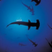 Especie amenazada tiburón martillo