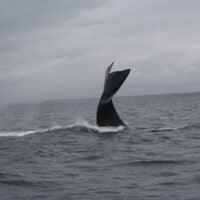 Ballena franca del Atlántico Norte Protección ambiental T-MEC (Tratado México, Estados Unidos y Canadá) CCA (Comisión para la Cooperación Ambiental)