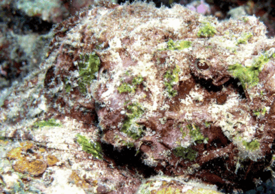 Animales marinos extraordinarios Pez piedra Synanceia