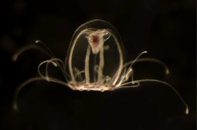 Animales marinos extraordinarios Medusa inmortal (Turritopsis dohrnii)