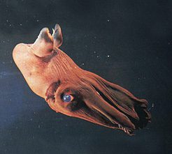 Animales marinos extraordinarios Calamar vampiro (Vampyroteuthis infernalis)