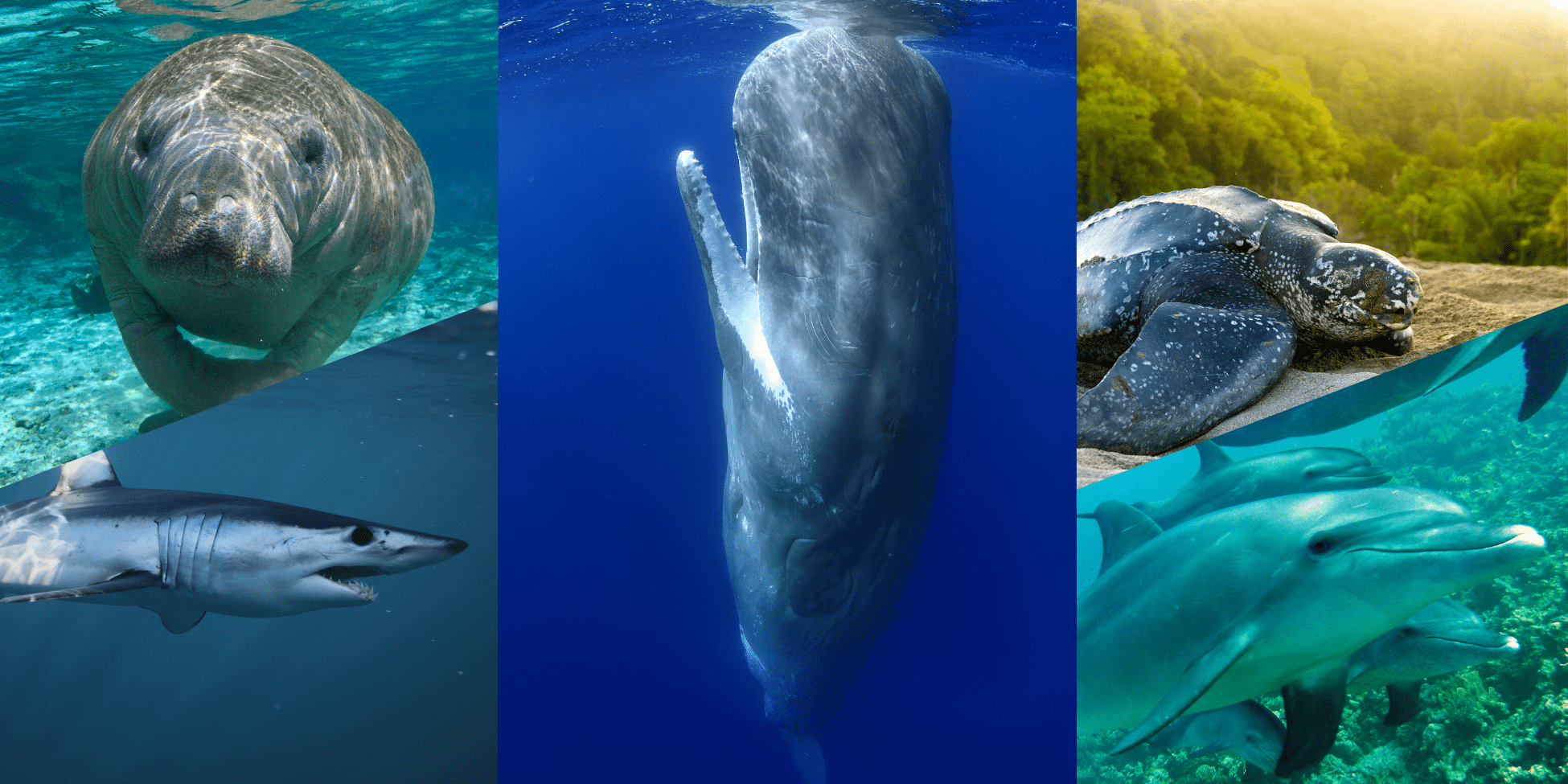 Newsletter main image Especies marinas en peligro del Golfo de México: tiburón mako, tortuga laúd, cachalote, manatí y tonina afectadas por la exploración en aguas profundas