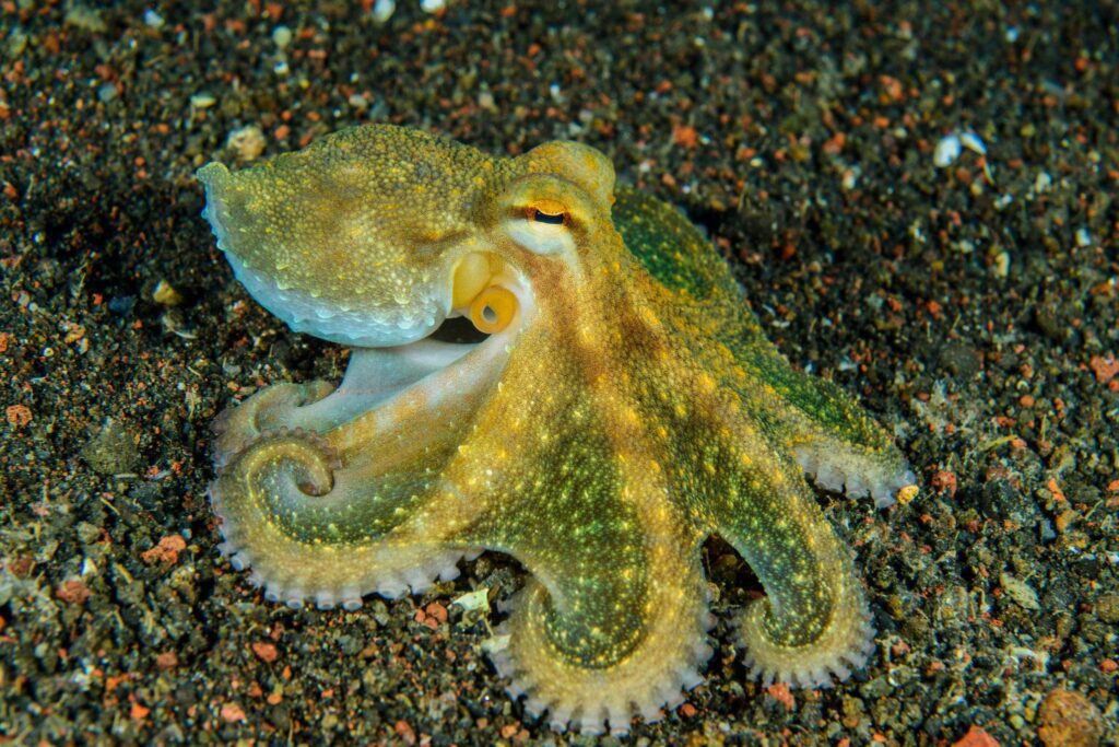 Pulpo de roca Octopus vulgaris  Canal Mar Menor