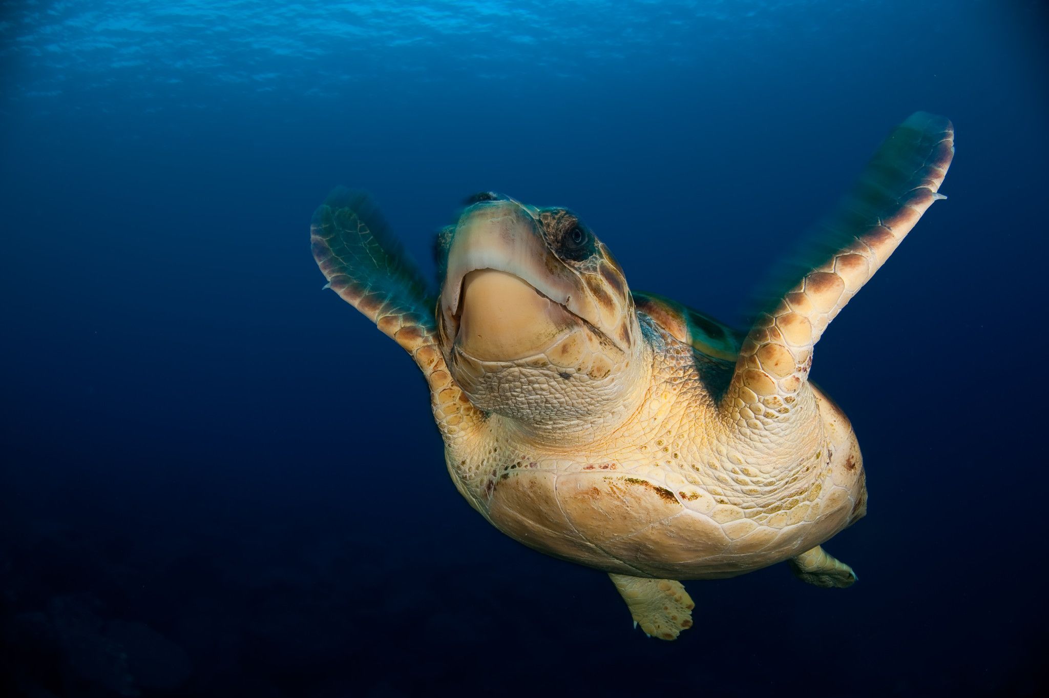 Animales marinos emblemáticos de México - Oceana México