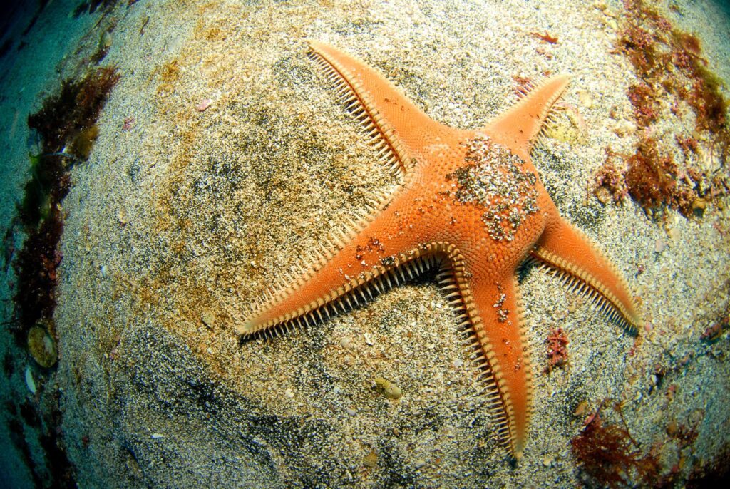 Animales que viven a distintas profundidades del mar - Oceana México