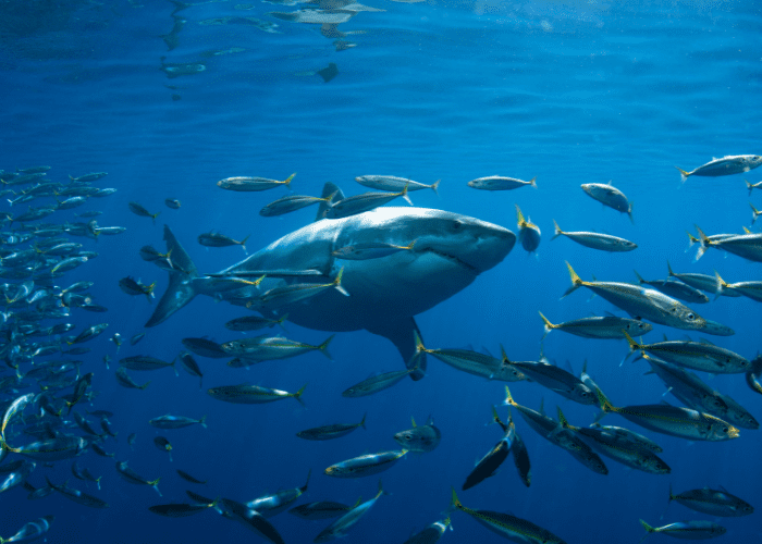  Animales que viven a distintas profundidades del mar