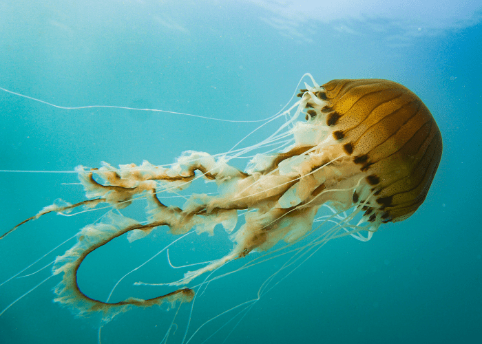 Los 5 animales marinos más mortales del planeta
