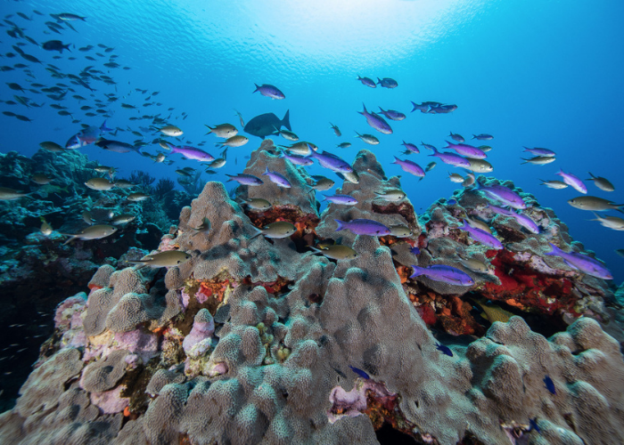 Qué son los arrecifes y para qué sirven? - Oceana México