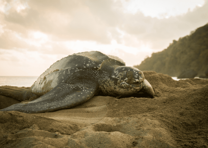 juego En el nombre astronomía Arrecife Alacranes es hogar de la tortuga más grande del mundo - Oceana  México